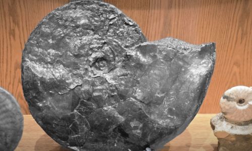 Ammonite