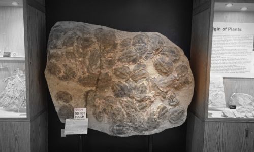 Trilobites